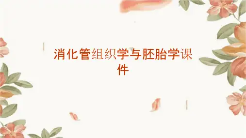 消化管组织学与胚胎学课件