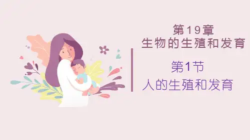 人的生殖和发育(第1课时)课件北师大版生物八年级上册