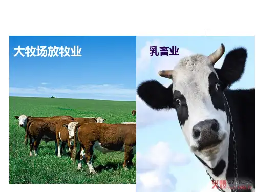大牧场放牧业和乳畜业