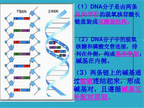 DNA复制PPT(共38张PPT)