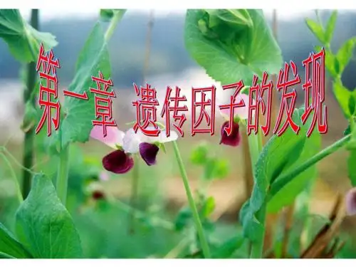 1.1孟德尔的豌豆杂交实验(一)ppt课件