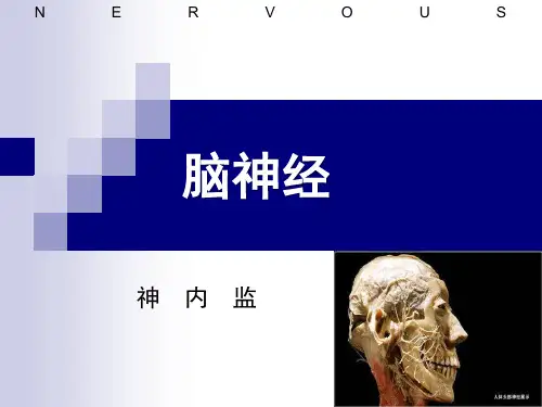 十二对颅神经PPT课件