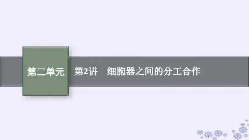 2025届高考生物一轮总复习第2单元第2讲细胞器之间的分工合作课件新人教版