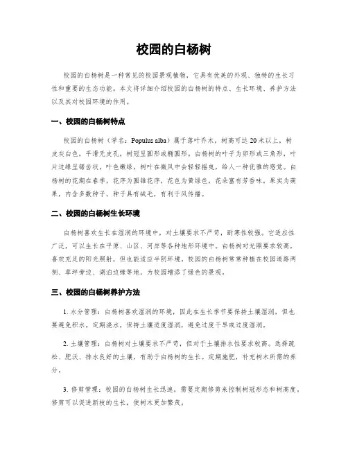 校园的白杨树