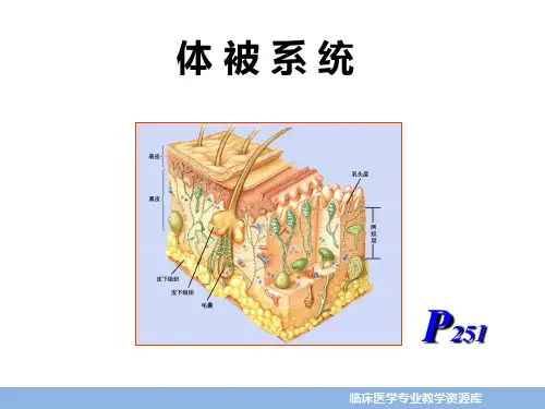 器官系统—体被系统(组织胚胎学课件)