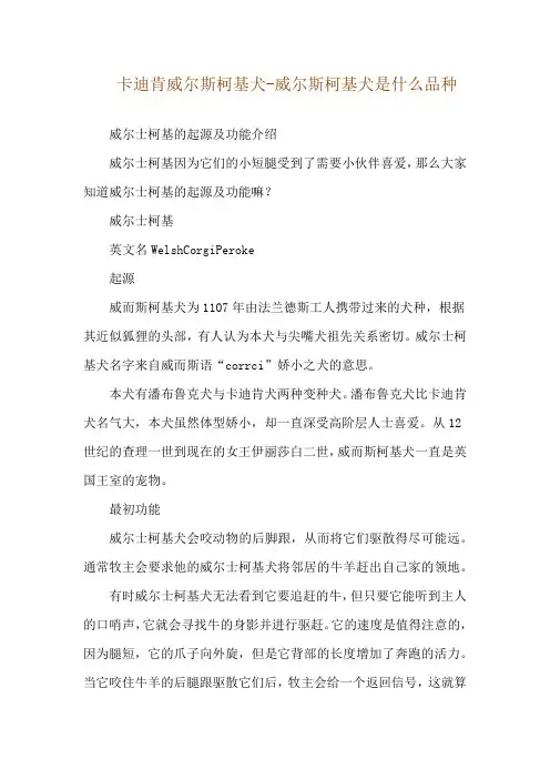 卡迪肯威尔斯柯基犬-威尔斯柯基犬是什么品种