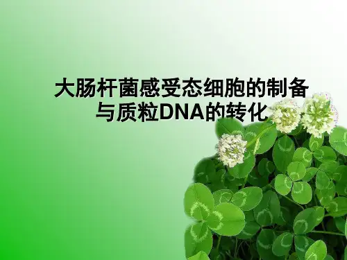 大肠杆菌感受态细胞的制备与质粒DNA的转化ppt课件