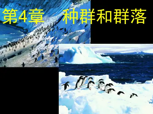 种群的特征(课件)