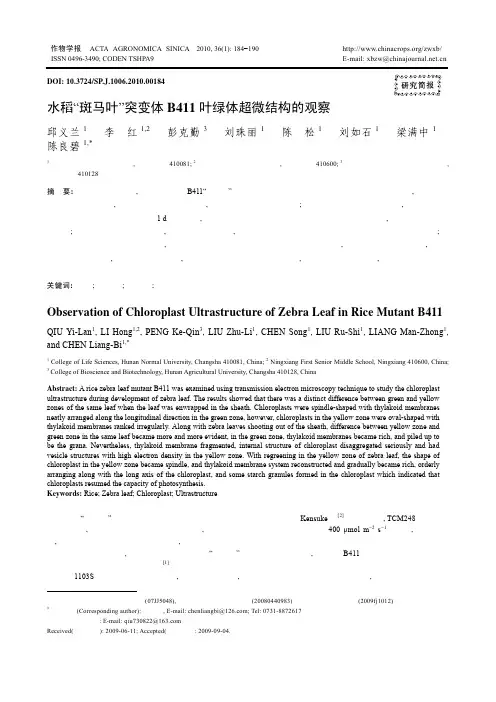 水稻“斑马叶”突变体b411叶绿体超微结构的观察
