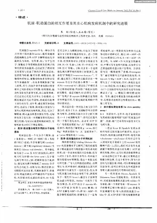 肌球—肌动蛋白的相互作用及其在心肌病发病机制中的研究进展