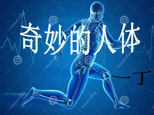 奇妙的人体优秀课件
