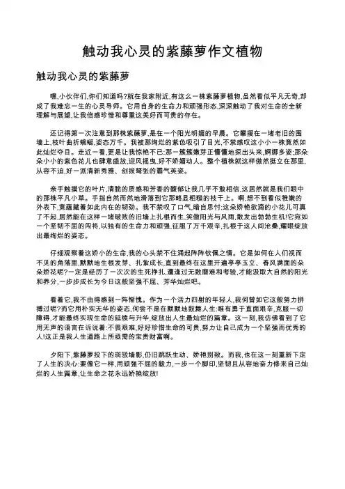 触动我心灵的紫藤萝作文植物