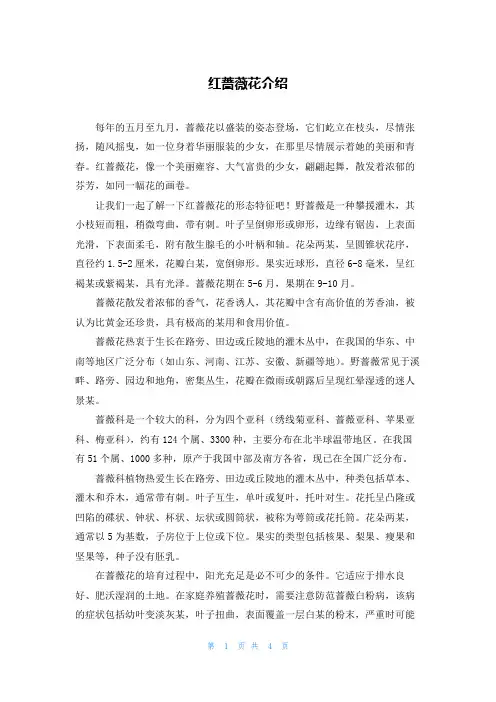 红蔷薇花介绍