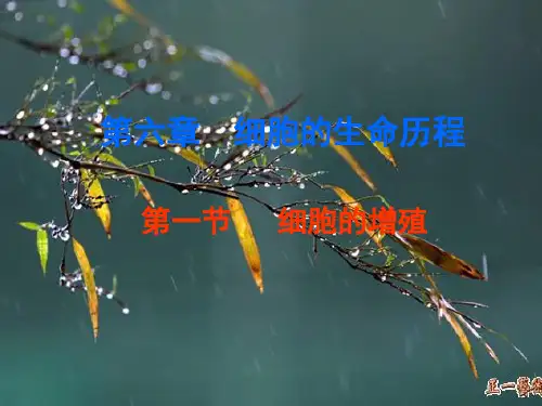 广东省汕头市潮南实验学校高中生物必修一课件：第六章 第1节 细胞的增殖课件
