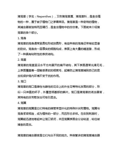 猪笼草笼身笼盖笼口笼翼的介绍