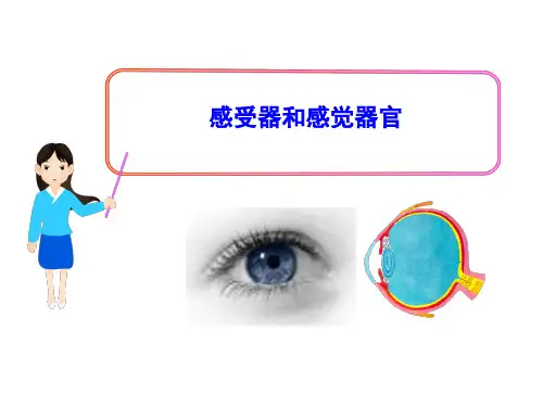 北师大版初中生物七年级下册课件-4.12.2 感受器和感觉器官1