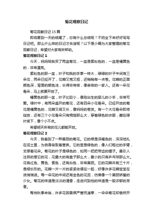 菊花观察日记