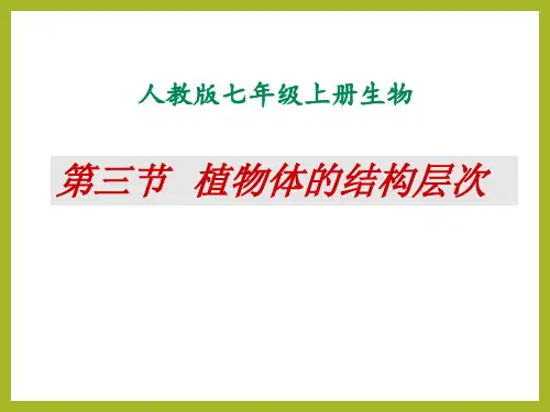 植物体的结构层次