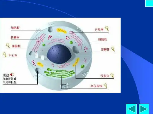 线粒体基因 PPT