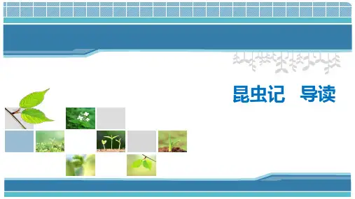 第五单元名著导读《昆虫记》课件(共24张PPT)+2022—2023学年部编版语文八年级上册