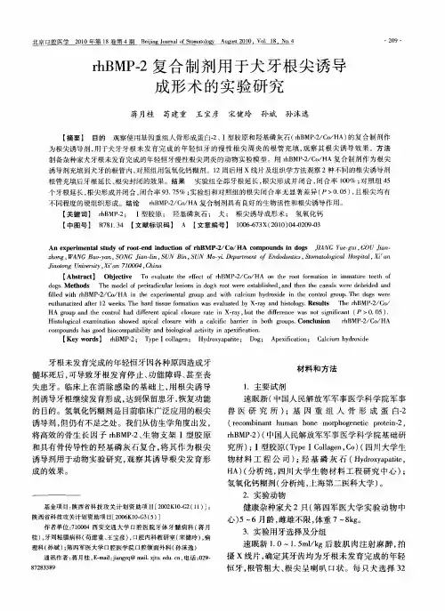 rhBMP-2复合制剂用于犬牙根尖诱导成形术的实验研究