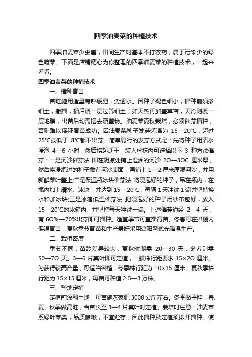 四季油麦菜的种植技术