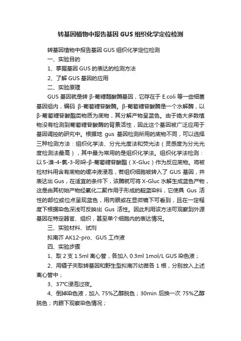 转基因植物中报告基因GUS组织化学定位检测