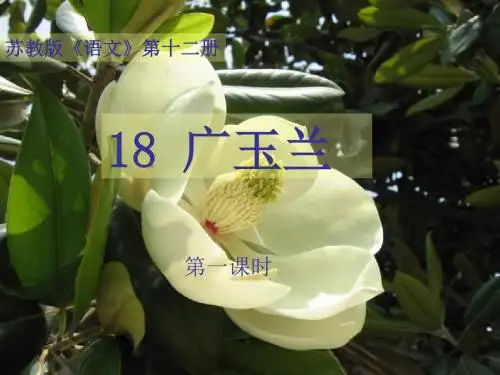 广玉兰PPT课件