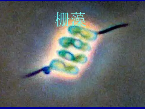栅藻