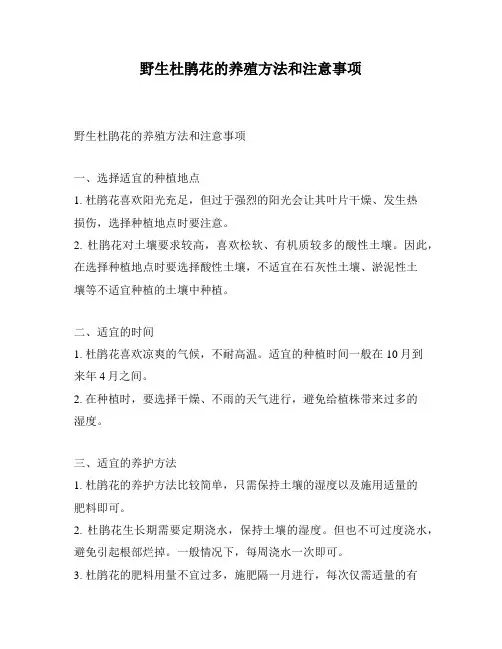 野生杜鹃花的养殖方法和注意事项