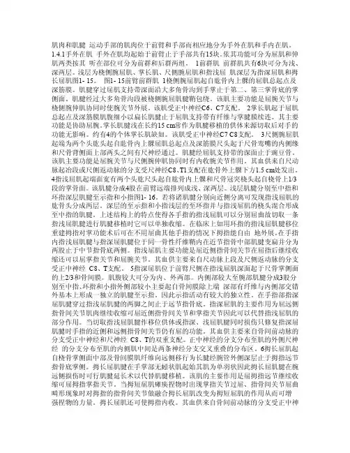 手外解剖之肌肉和肌腱