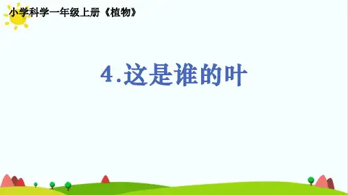最新教科版小学科学一年级上册1.1.4《这是谁的叶》教学课件