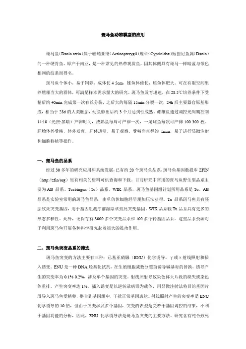 斑马鱼动物模型的应用介绍