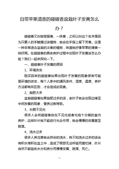 自带苹果清香的碰碰香盆栽叶子发黄怎么办？