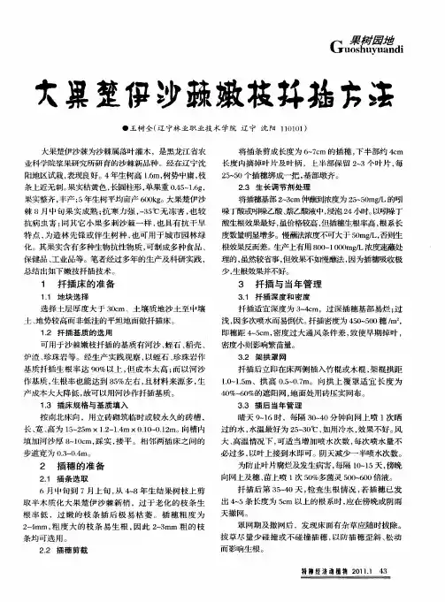 大果楚伊沙棘嫩枝扦插方法