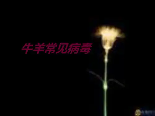 牛羊常见病毒