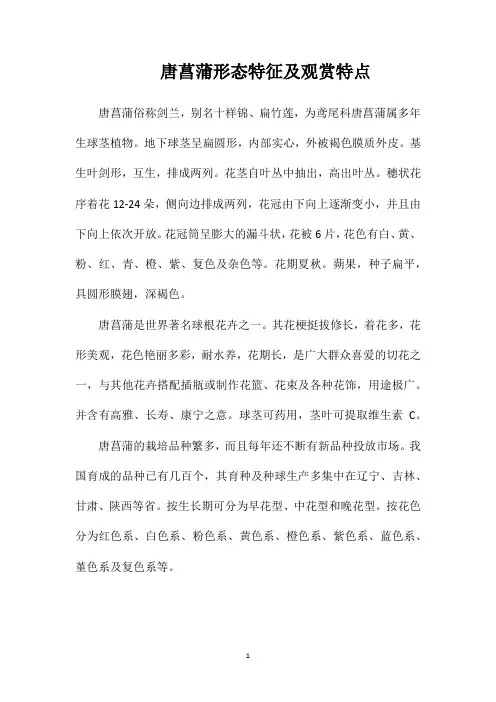 唐菖蒲形态特征及观赏特点