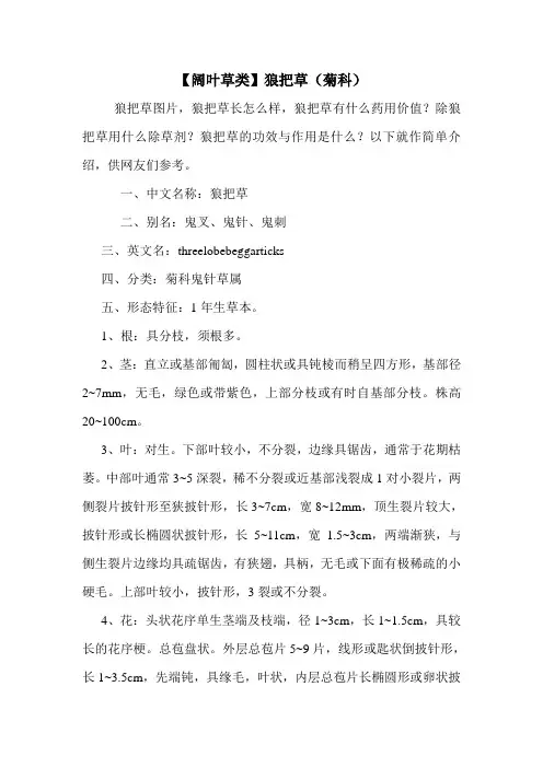 【阔叶草类】狼把草(菊科)