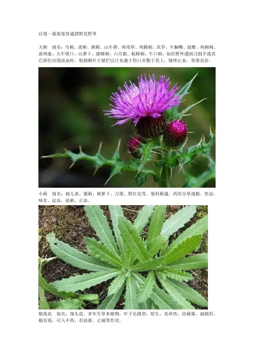 以第一视角鉴赏通渭野花野草