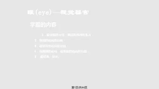 眼eye视觉器官PPT课件