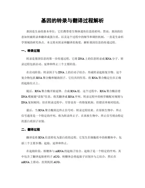 基因的转录与翻译过程解析