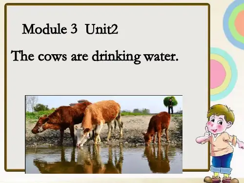 最新英语外研版小学六年级下册Module 3 Unit 2 The cows are drinking water2优质课课件
