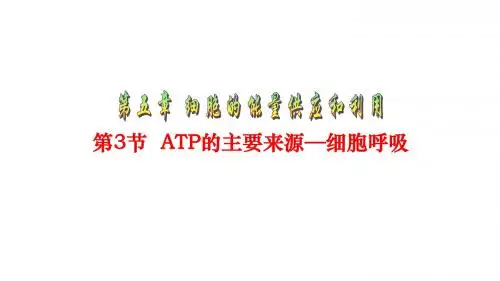 5.3 ATP的主要来源——细胞呼吸
