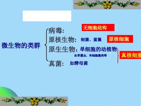 苏教版高中生物选修一   微生物的实验室培养(共29张PPT)
