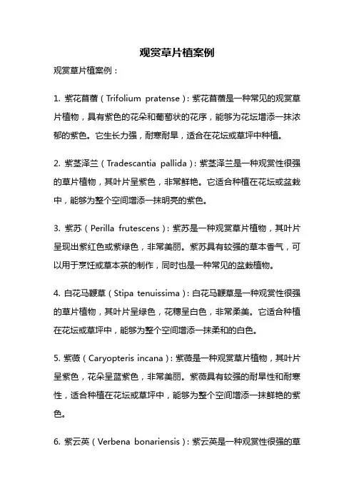 观赏草片植案例