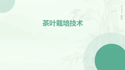 茶叶栽培技术