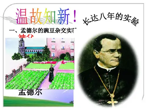 生物八年级人教版 第三节 基因的显性和隐性(共54张PPT)