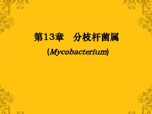 13、分枝杆菌