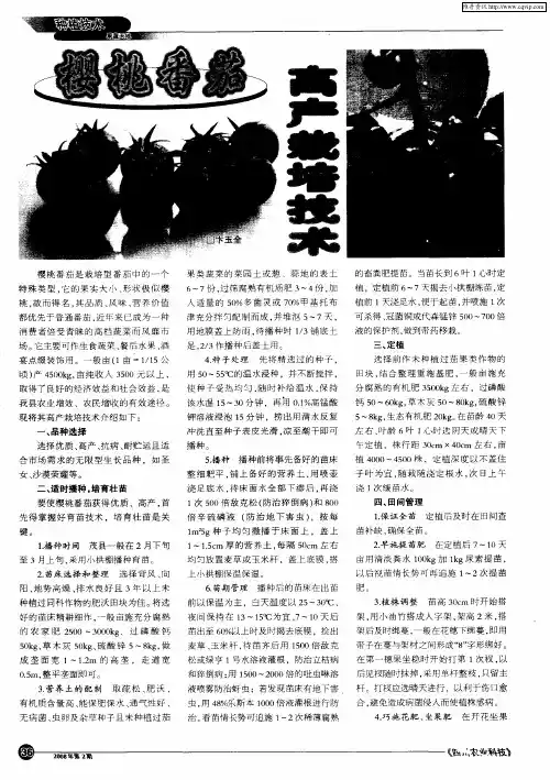 樱桃番茄高产栽培技术