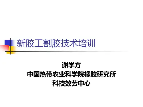 胶工割胶技术培训教材